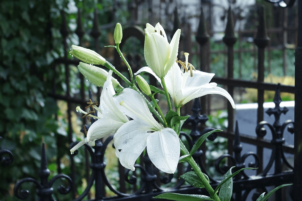 Lily flower in the garden